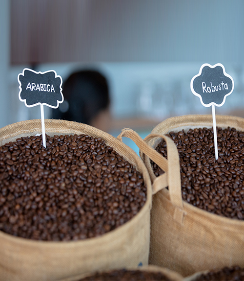 Arabica Vs. Robusta: The Quintessential Guide to Different Coffee Bean Types
